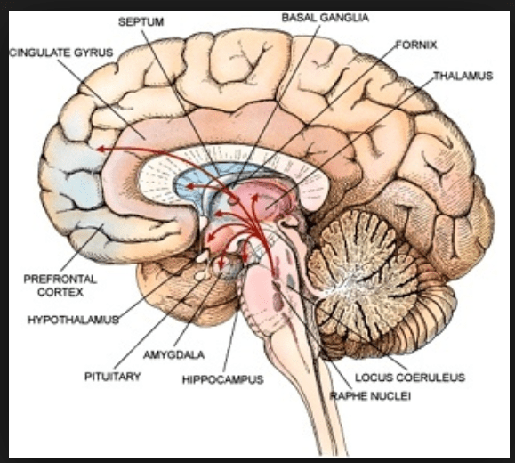 harvard brain septum umpqua